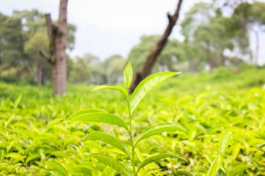 Endonezya 'daki çay tarlaları. Yeşil çay ağaçları taze, bitkisel filizler bırakır.