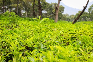 Endonezya 'daki çay tarlaları. Yeşil çay ağaçları taze, bitkisel filizler bırakır.