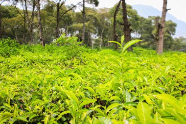 Endonezya 'daki çay tarlaları. Yeşil çay ağaçları taze, bitkisel filizler bırakır.