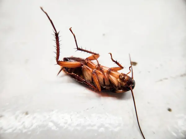 Ölü hamamböceği, böcek ilacı sıktıktan sonra yerde yatar vaziyette ölü bir hamamböceğinin seçici odağı olur.