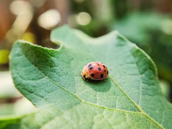 Yeşil yaprağın üzerinde oturan uğur böceği