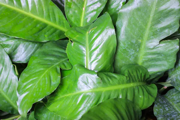 Tasarım için yeşil yaprak dokusu.