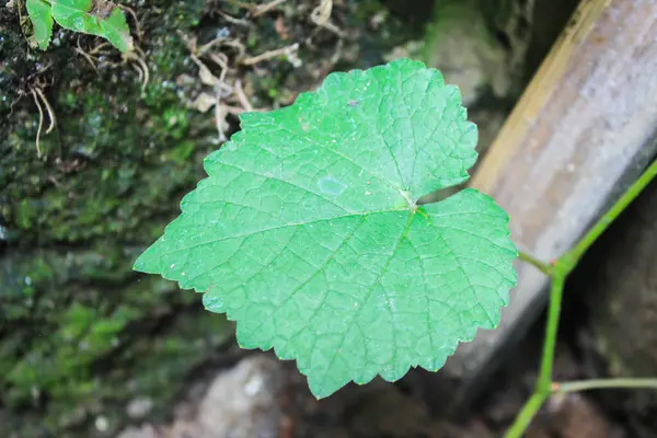 doğanın yeşil yaprak