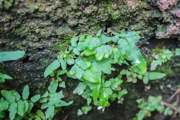 Bahçede yeşil yapraklar