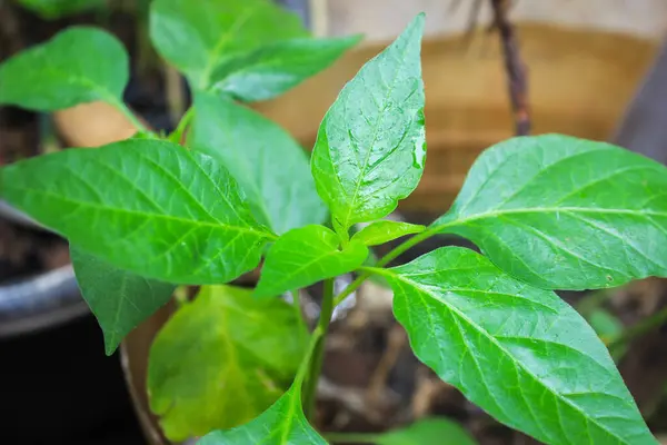 Bahçedeki taze fesleğen yapraklarını kapat.