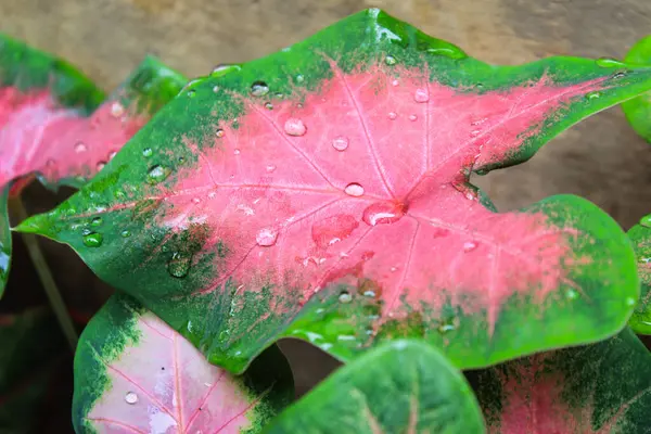 Su damlalarını kapat
