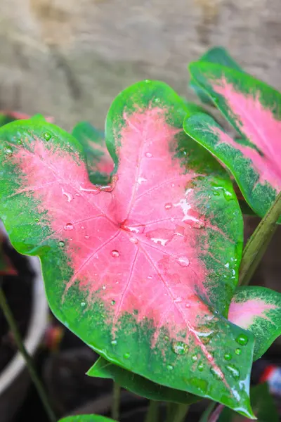 Güzel botanik fotoğrafı, doğal duvar kağıdı.