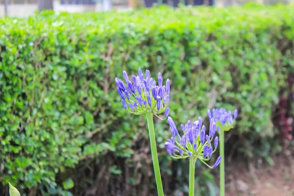 Bahçedeki mavi sümbül