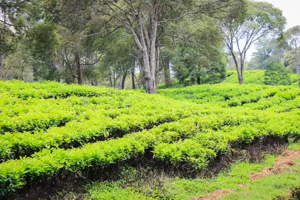 Endonezya 'daki çay tarlaları. Yeşil çay ağaçları taze, bitkisel filizler bırakır.