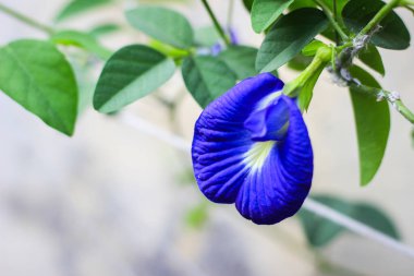 Telang çiçeği veya Bunga Telang, Kelebek bezelyesi, Mavi bezelye. Klitoria ternatea