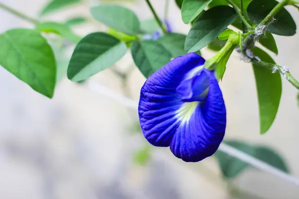 Telang çiçeği veya Bunga Telang, Kelebek bezelyesi, Mavi bezelye. Klitoria ternatea