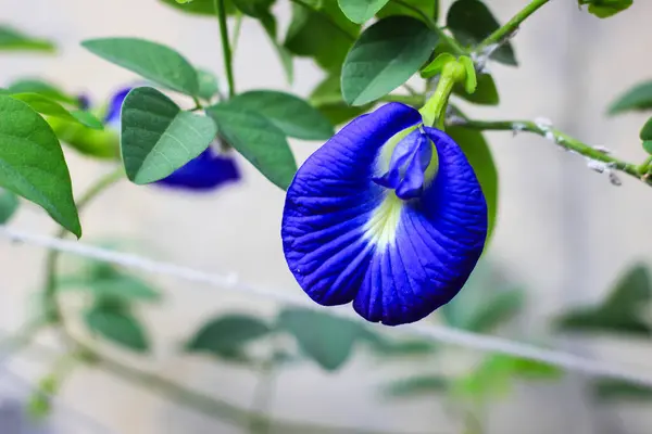 Telang çiçeği veya Bunga Telang, Kelebek bezelyesi, Mavi bezelye. Klitoria ternatea