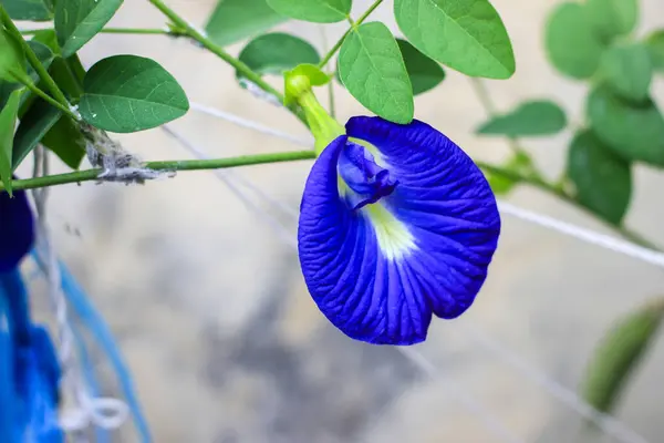 Telang çiçeği veya Bunga Telang, Kelebek bezelyesi, Mavi bezelye. Klitoria ternatea