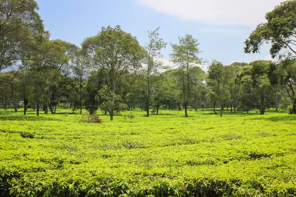 Endonezya 'daki çay tarlaları. Yeşil çay ağaçları taze, bitkisel filizler bırakır.