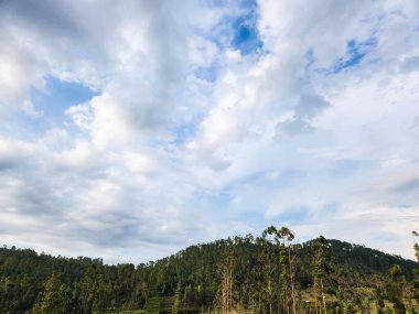 Ormanın güzel manzarası