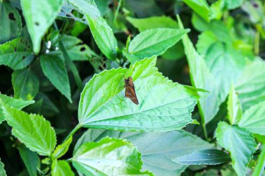 Yaprakların üzerinde yeşil kelebek