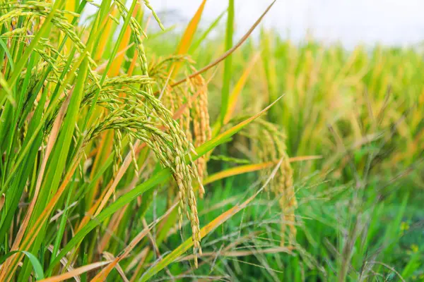 Tarlada pirinç, tarım.
