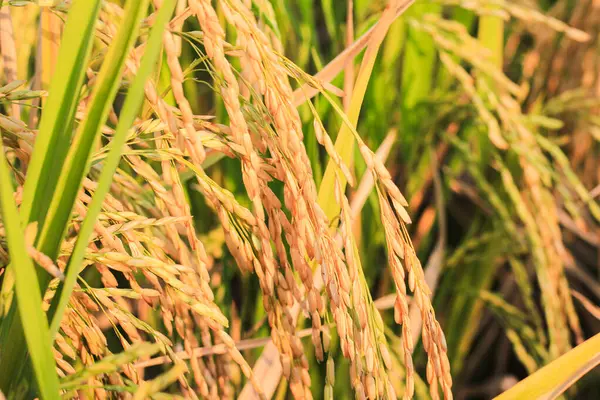 Çeltik pirinç tarlaları ve kedah, malezya