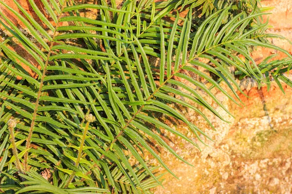 Sahilde palmiye ağaçları