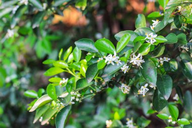 Bahçedeki yeşil çiçekleri kapat.