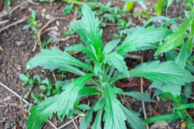 Bahçedeki genç bitki