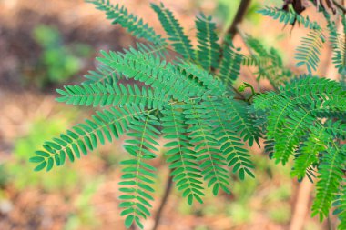 Güzel botanik fotoğrafı, doğal duvar kağıdı.