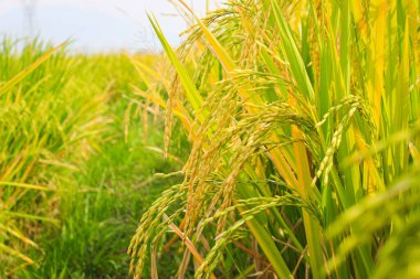 Pirinç tarlasına, Tayland 'a yakın.