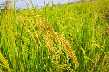 Tayland 'daki pirinç tarlaları