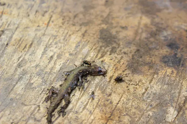 Ölü bir kertenkelenin gün ışığında bir bahçedeki ağaç gövdesindeki yakın çekimi.