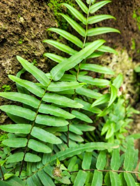 Bahçedeki yeşil eğrelti otu
