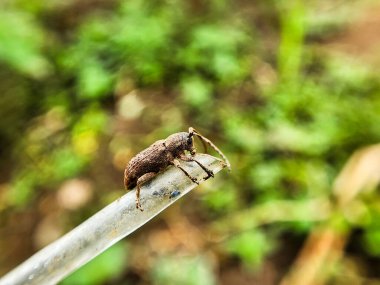 Vahşi doğada böceğe yakın çekim