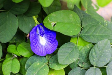 Bahçedeki güzel çiçekler