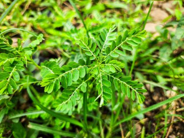 Bahçede yeşil yapraklar