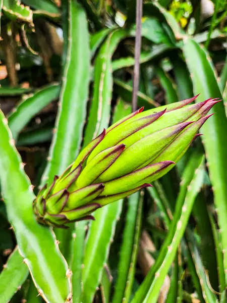 bahçede yeşil kaktüs bitki