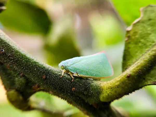 Yeşil yapraklı bir kelebeğin yakın çekimi.