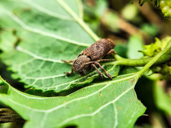 Yaprağın üzerindeki yeşil böcek.