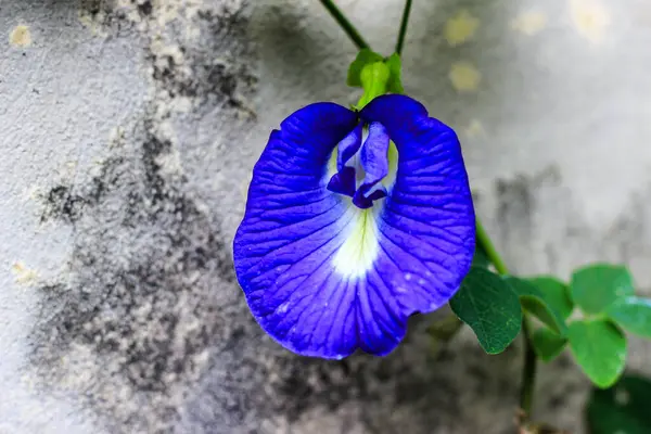 Bir evin duvarında büyüyen mavi nonoş çiçekleri.