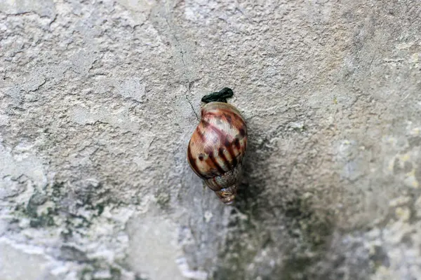 salyangoz taştan bir duvar üzerinde