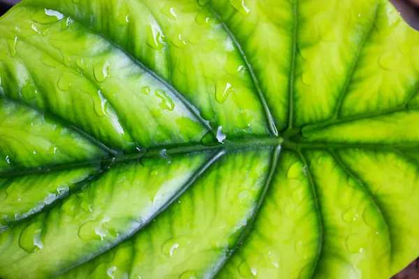 Yeşil bir yaprağa su damlıyor.