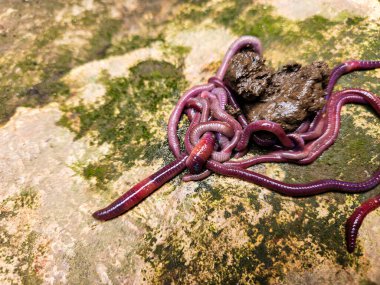 Yaygın kırmızı akrep (