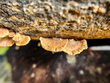 Ormandaki mantarların manzarasını kapat.