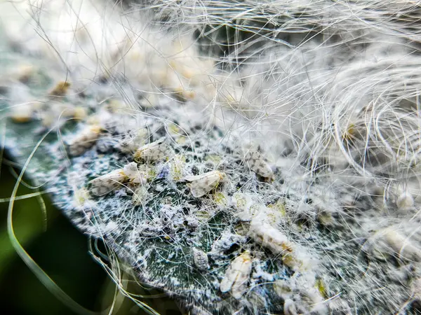 Çiy damlaları olan bir karahindibanın yakın görüntüsü