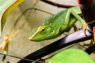 Ağaç dalındaki yeşil iguanaya yaklaş