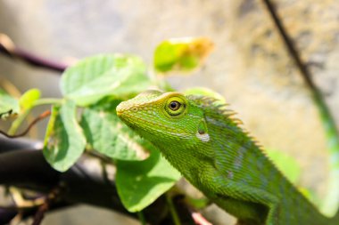 Ormandaki kertenkele