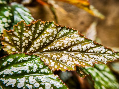 Su damlalı yeşil yaprak