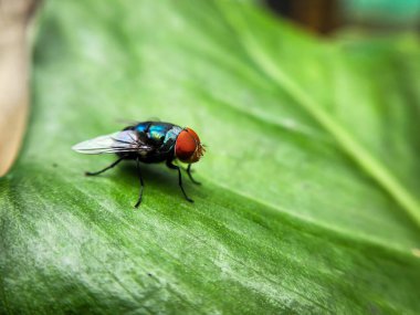 Yeşil yaprak anında, yakın çekim