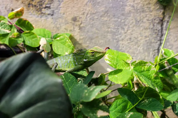 Bahçedeki bitkinin yapraklarında yeşil kertenkele.