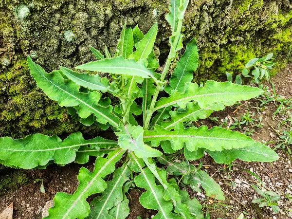 Bahçedeki yeşil bitkiler