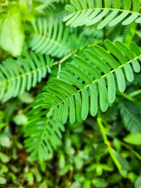 Bahçede yeşil yapraklar
