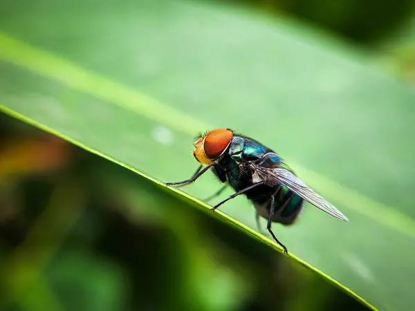 Yaklaş - yeşil bir yaprağın üzerindeki sineğe